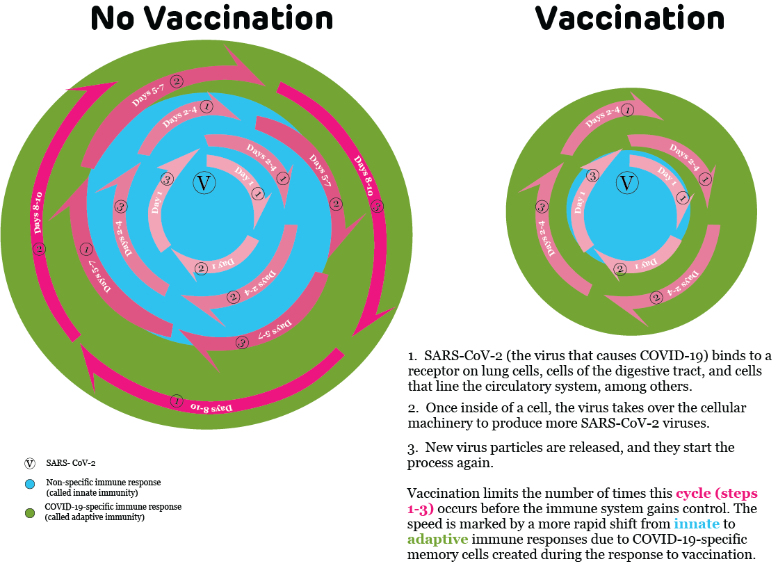 vaccinated vs. unvaccinated graphic 